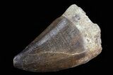 Mosasaur (Prognathodon) Tooth #79858-1